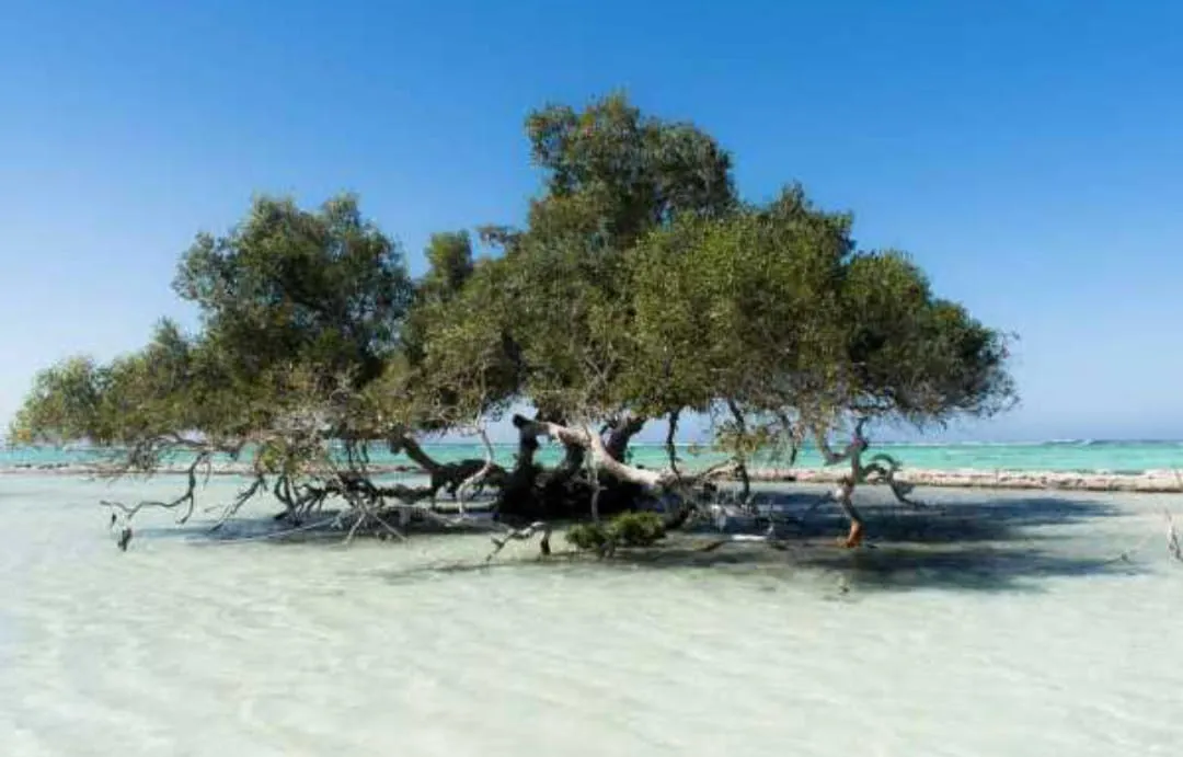 🏖️🌊 Sharm El Luli & El Qulaan Tour – Marsa Alam 🐠🌴 Sharm EL Luli /IMG-20260703-WA0009.jpg